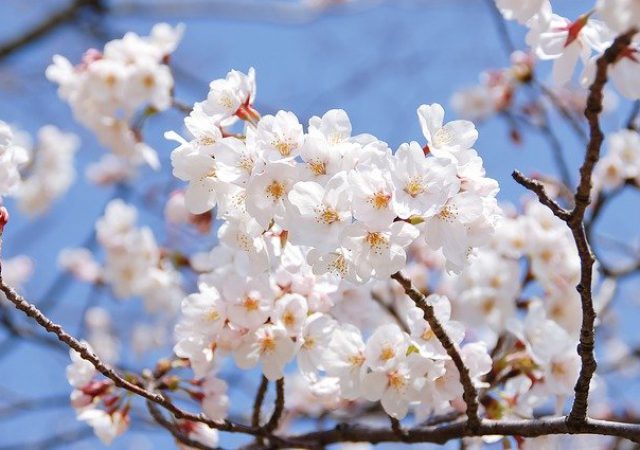 19.お花見の時期に訪れたい！熊本のおすすめお花見スポット　２