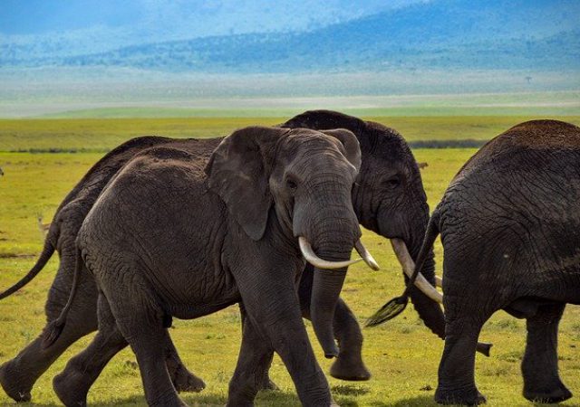 サファリ地区最後の楽園！タンザニア・セレンゲティ国立公園のツアーに参加しよう