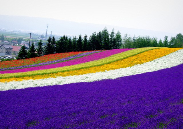 広大な大地・北海道で夏に咲き誇る花の絶景ポイントを見逃すな！