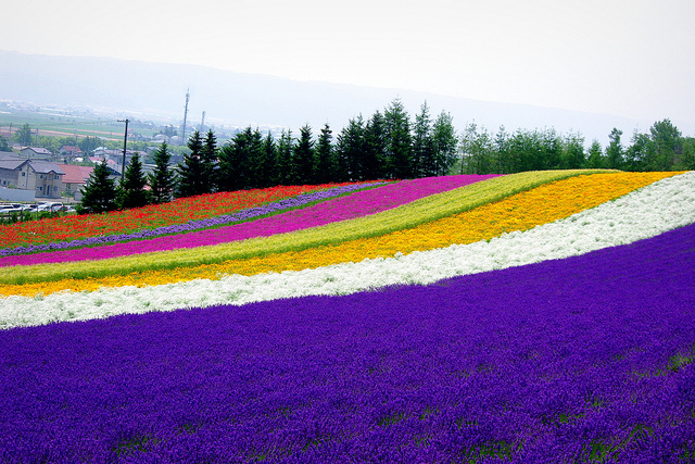 広大な大地・北海道で夏に咲き誇る花の絶景ポイントを見逃すな！