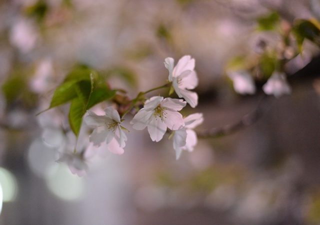 夜になると雰囲気が一変！山口県で夜桜のおすすめスポット3選