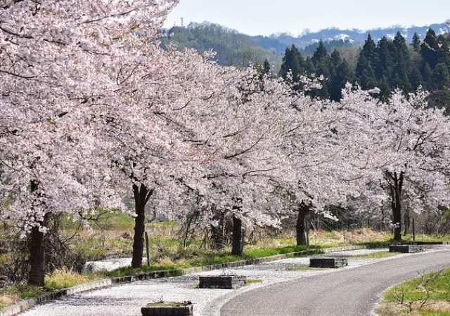 お花見の時期に訪れたい！熊本のおすすめお花見スポット4選